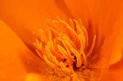 California Poppy (close-up)