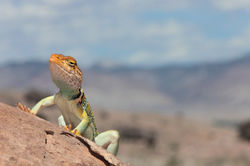 Eastern Collared Lizard (♀)