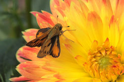 Fiery Skipper ((Hylephila phyleus) on chrysanthemum