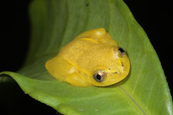 Spotted Madagascar Reed Frog