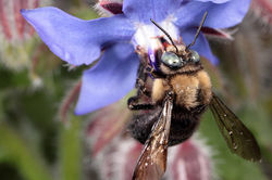 Mountain Carpenter Bee Male
