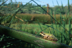 Pacific Treefrog
