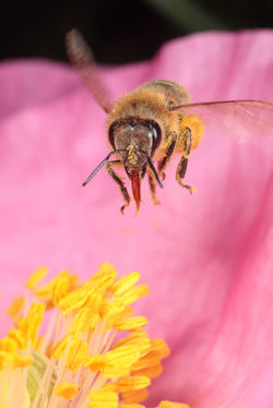 Honeybee Hovering Over Poppy
