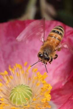 Honeybee Hovering