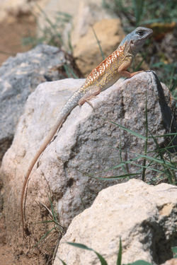 Madagascar Iguana (♂)