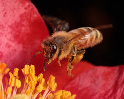 Honeybee With Pollen