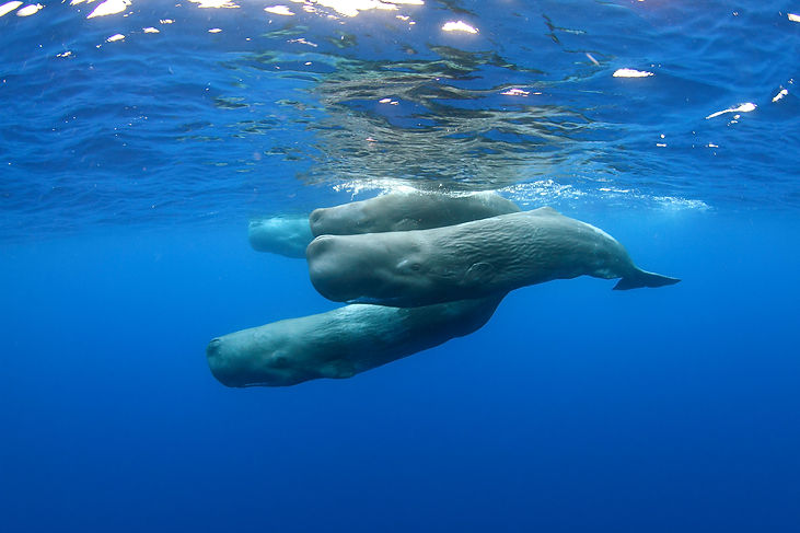 (C)Nuno Sa_Cachalotes_02.jpg