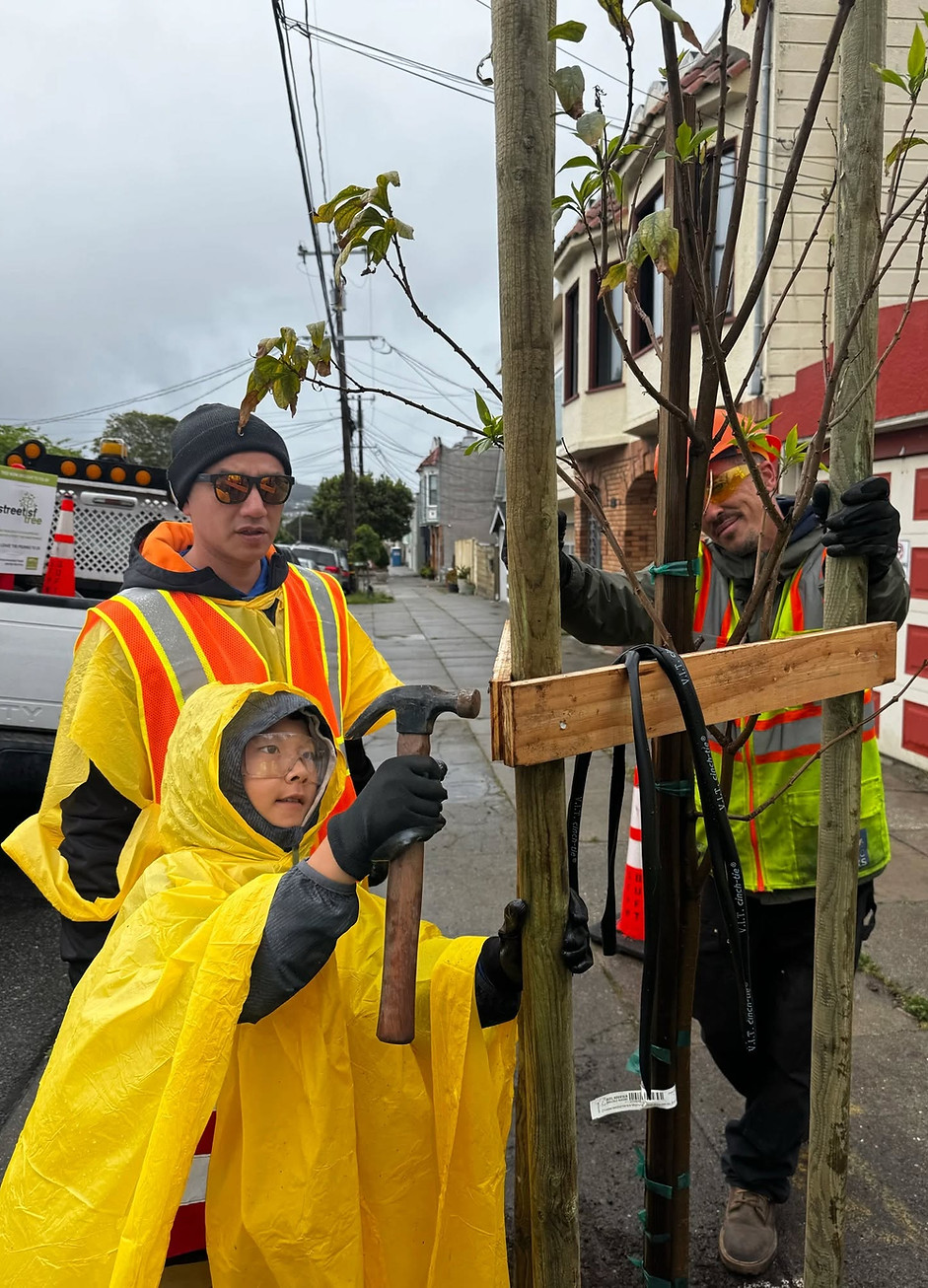 A young volunteer wearing a yellow rain poncho hammers on a wooden tree brace to protect a newly planted sapling on Naples Street.