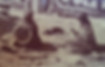 callipeneandlenabrown1901web2.jpeg