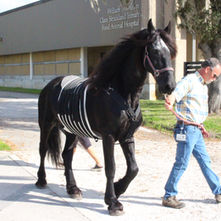 Life After Colic Surgery: What Horse Owners Should Know About Long-Term Outcomes