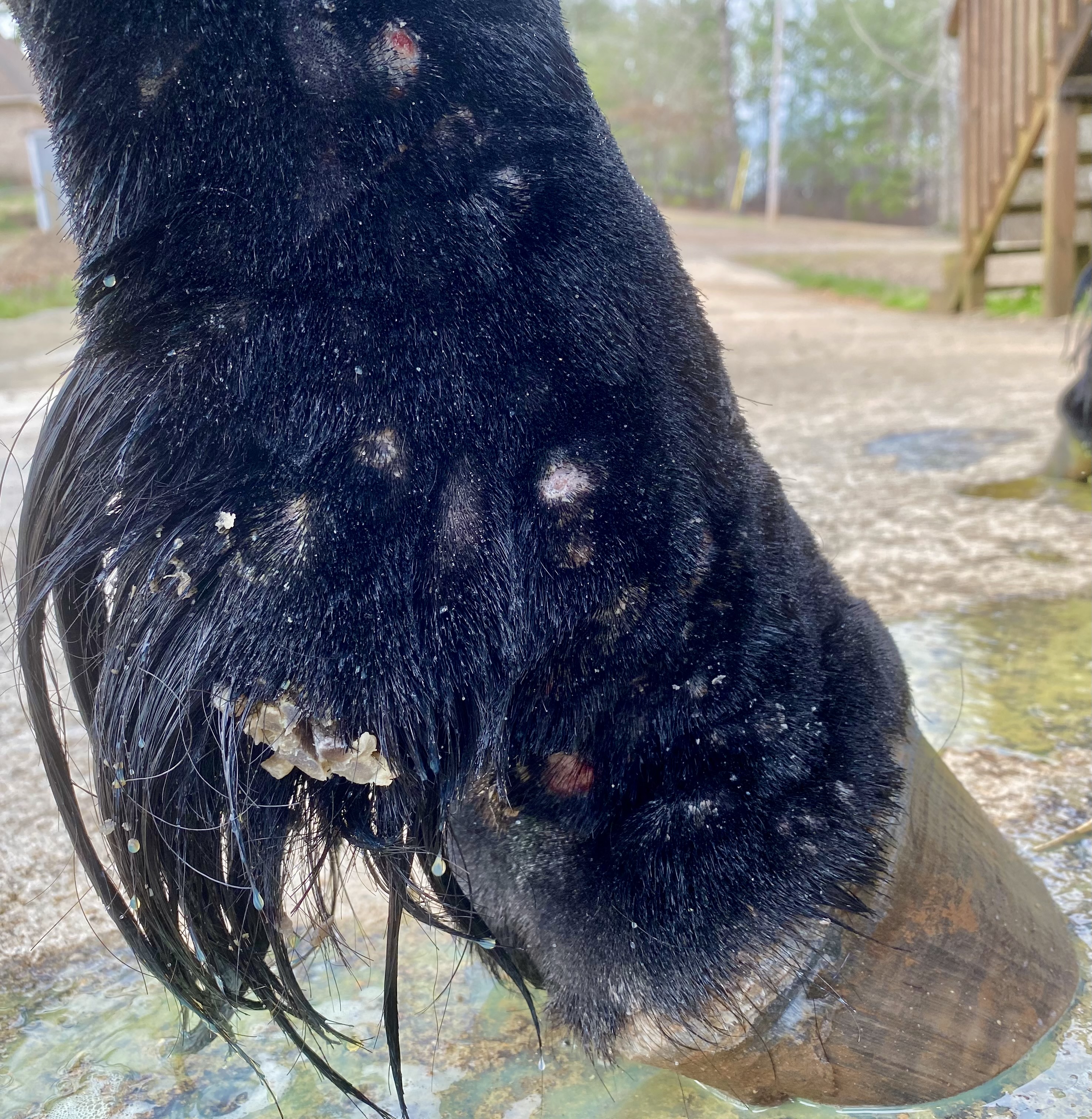 GlucoHorse | Voet van een paard, met ronde kale plekjes, en veelvuldige huidschilfers.