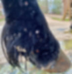 ree