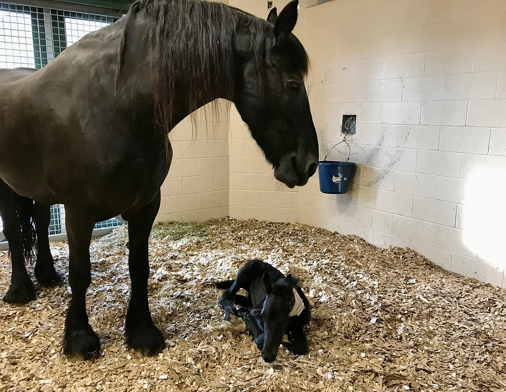 The Most Effective Antibiotic Treatment for Septic Foal