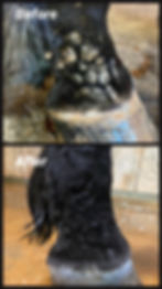 ree