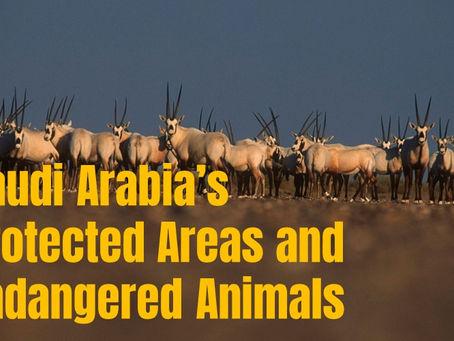 Saudi Arabia’s Protected Areas and Endangered Animals - Data Analytics