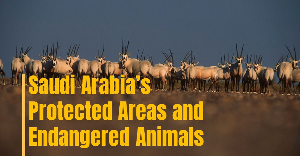 Saudi Arabia’s Protected Areas and Endangered Animals - Data Analytics