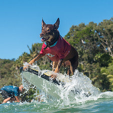 dogsurf.jpg