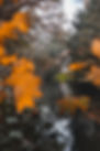 Yellow Autumn leafs
