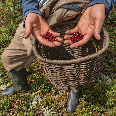Lingonberries