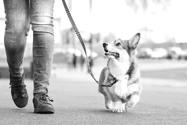 Pembroke-Welsh-Corgi-walking-with-its-owner-on-leash-outdoors_edited.jpg
