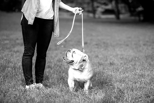 Training a Puppy_edited.jpg