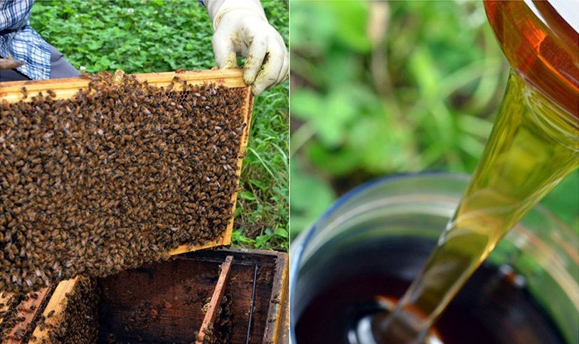 Thumbnail: [Onggojip] Akasia madu , Berbagai madu 2.4kg