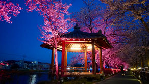 Spring night in Sunchang, Let's enjoy Korea's beautiful cherry blossoms