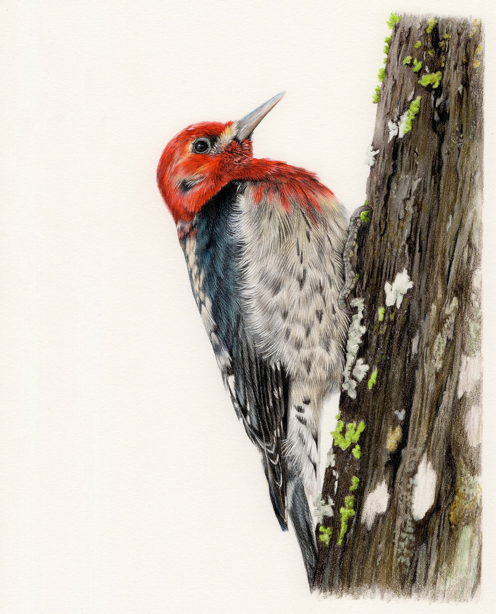 Red-breasted Sapsucker