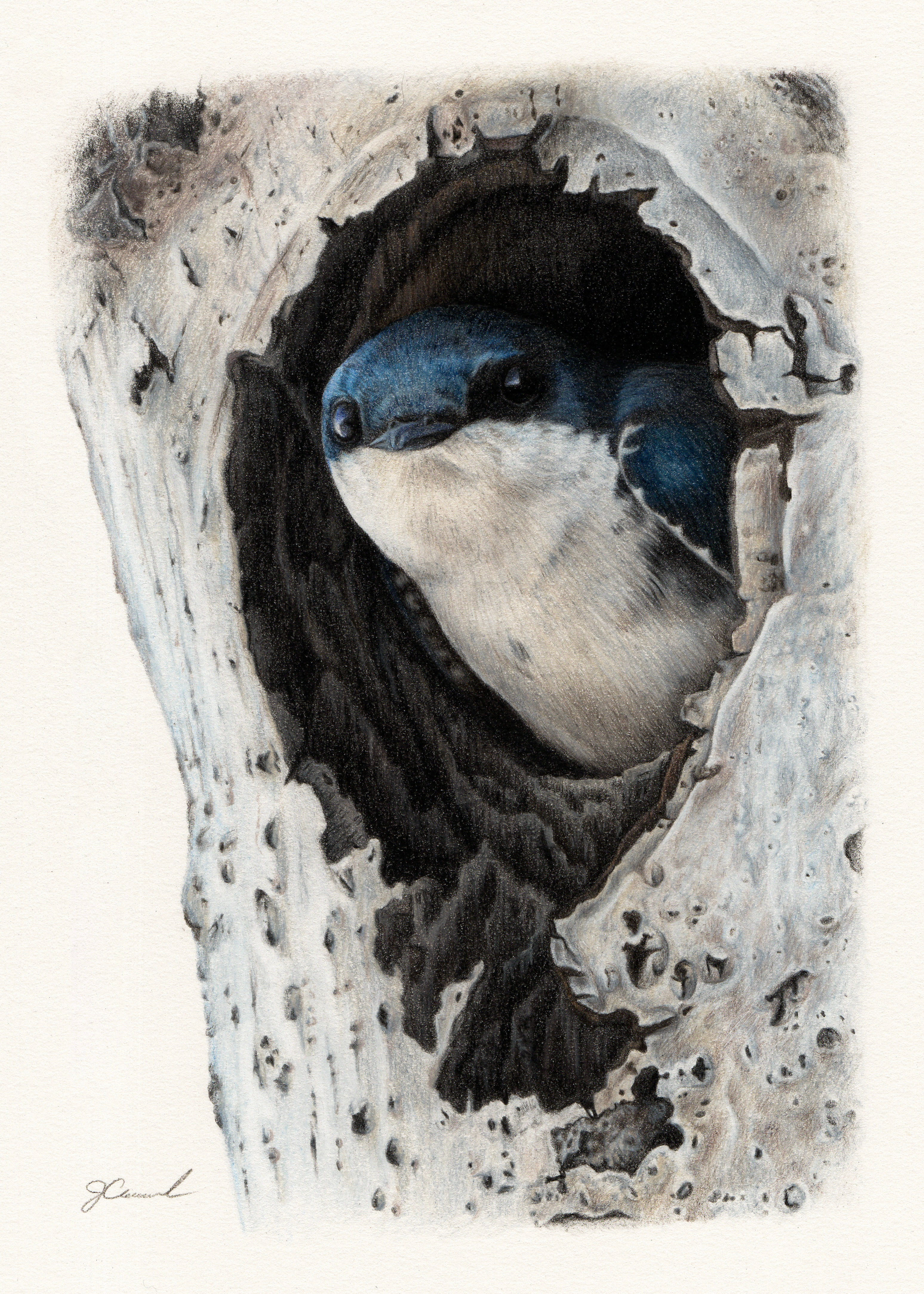 Tree Swallow