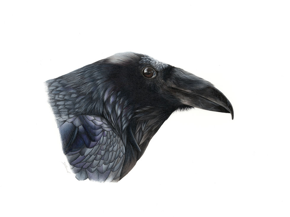 Common Raven