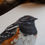 Thumbnail: Spotted Towhee