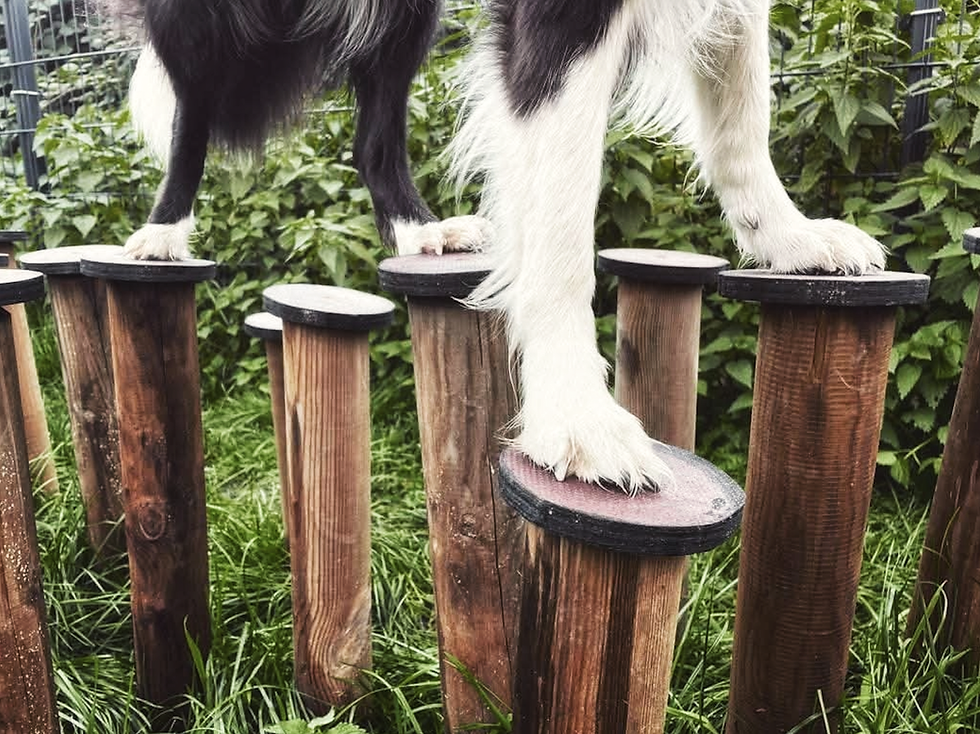 Ninjadogs Schnupperworkshop