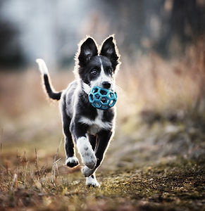 AdobeStock_314069499_kl.jpg