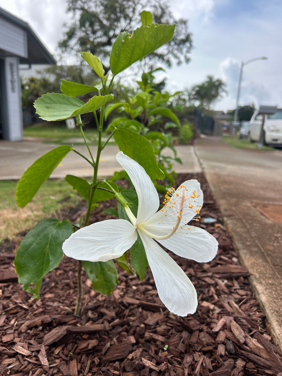 Routine Landscape Maintenance