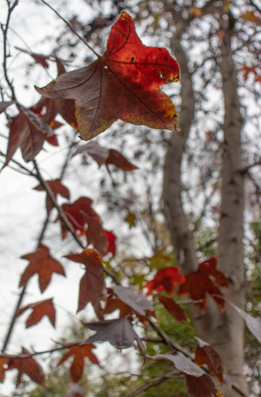 Flor - Inverno