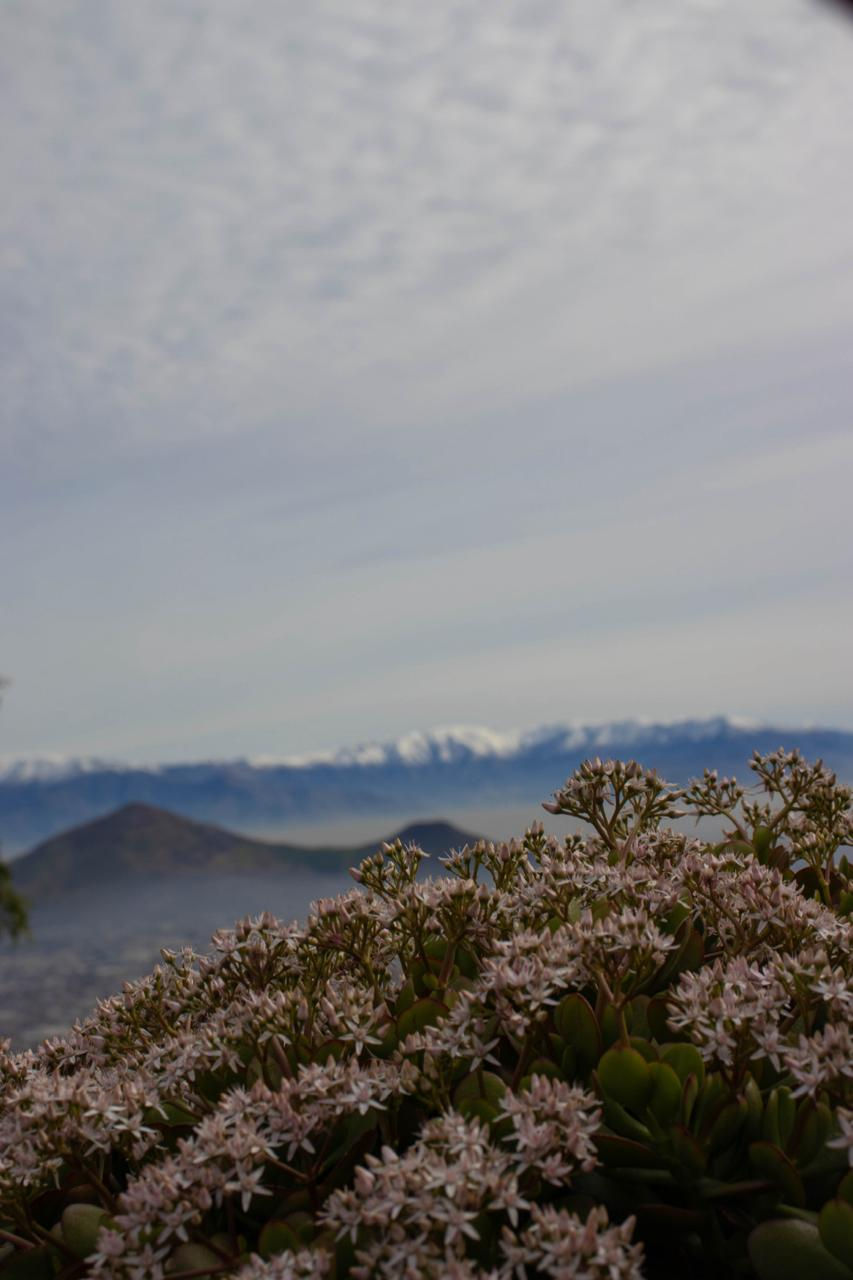 Flor - Neve