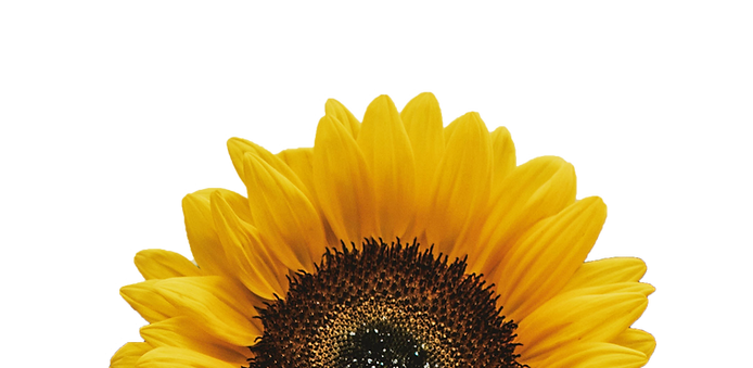 sunflower2.png