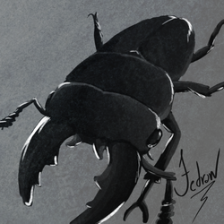 Dorcus Beetle 2