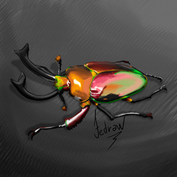 Dorcus Beetle 4