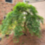 Japaness Maple