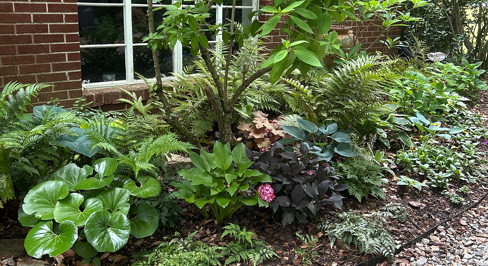 a shade garden with a variety of plants including hostas, ferns, and hydrangeas.