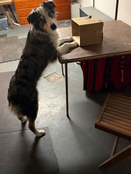 How Nosework Builds Confidence and Resilience in Dogs