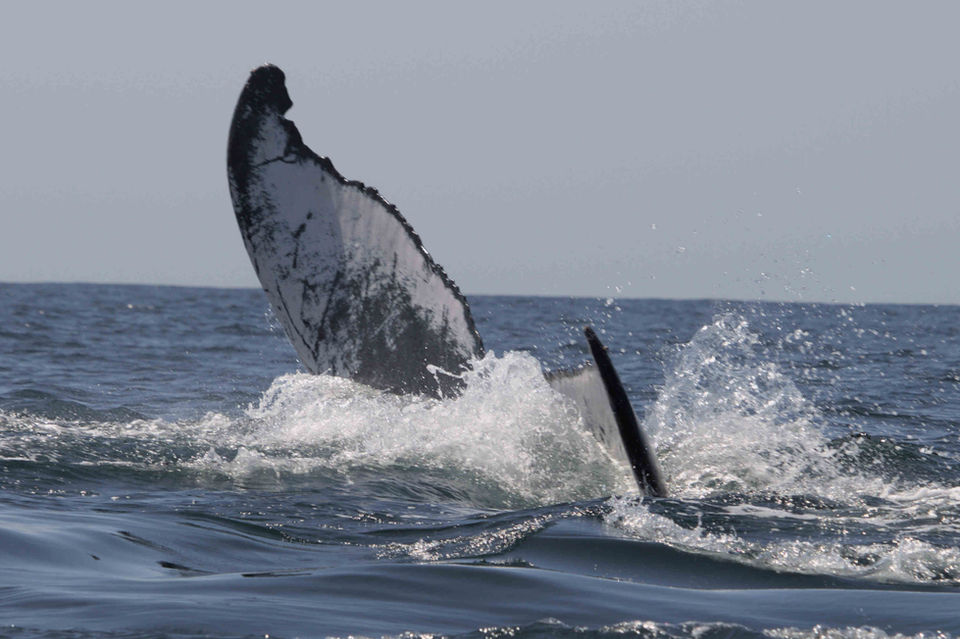 whales-baleine-morrumbene-beach-resort-mozmbique