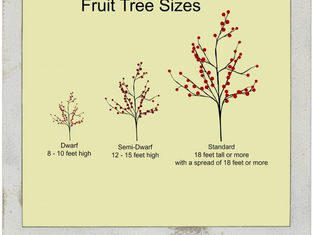 Growing Fruit trees
