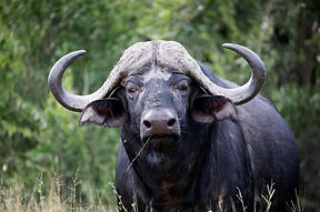 Buffalo2.jpg wildlife cape buffalo Kruger South Africa