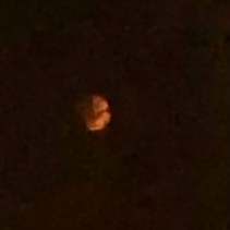 Mother Night