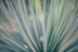 Blades of Grass