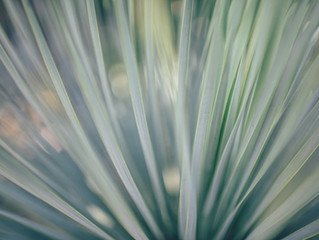 Grounding & Soothing Vetiver (Vetiveria zizanoides) Essential Oil Supports Sleep and Meditation