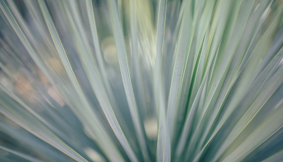 Blades of Grass