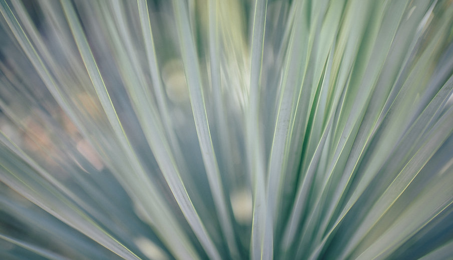 Blades of Grass